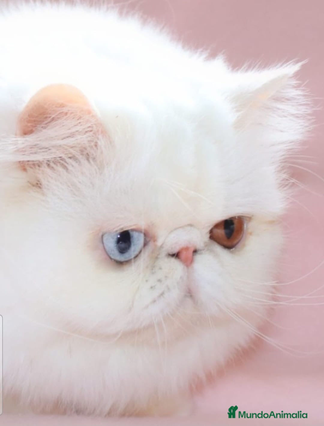 Persa gatos 💙 PRECIOSOS GATOS PERSAS 🧡 - Anuncio 1