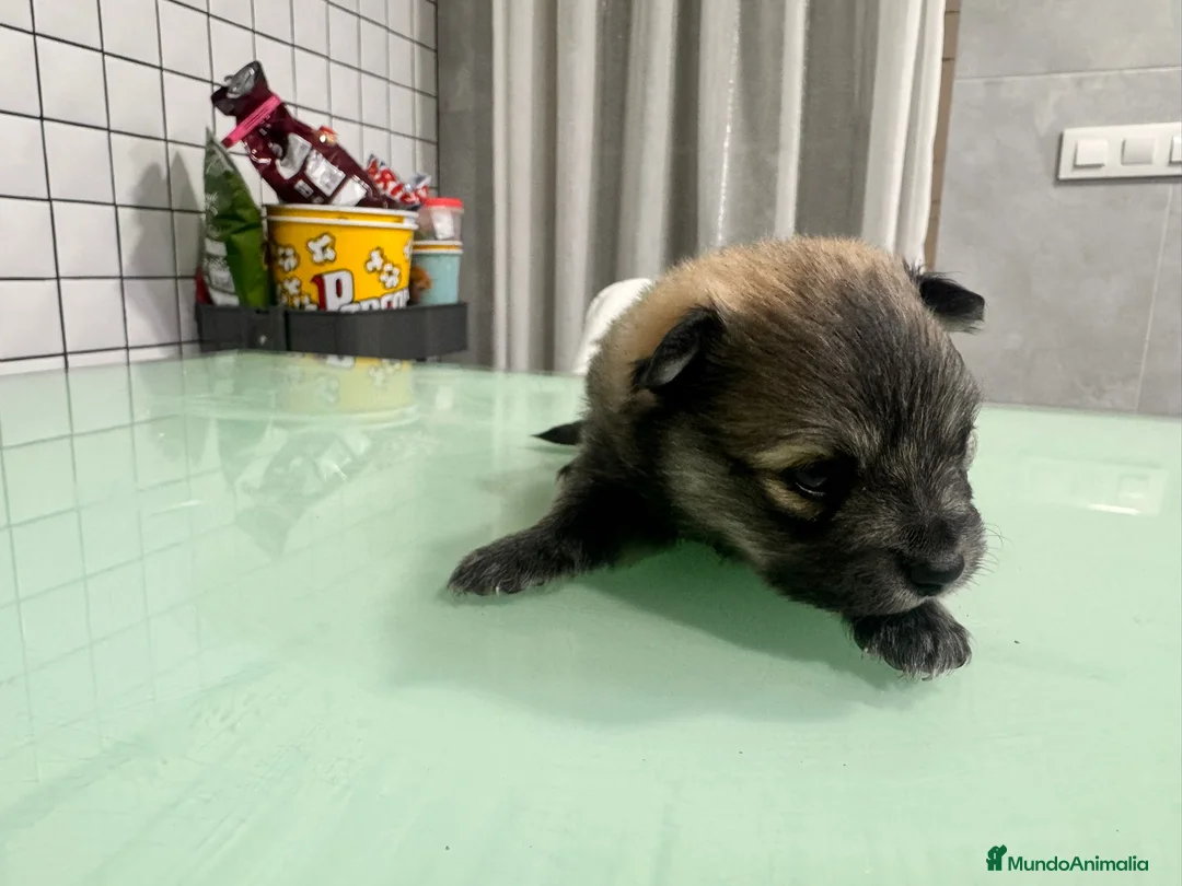 Pomerania perros en venta: Pomeranias toy desde 650€ varios colores  - Anuncio 29