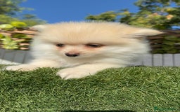 Pomerania perros en venta: POMERANIA MACHO - Imagen 17