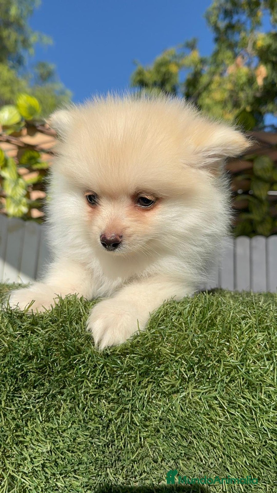 Pomerania perros en venta: POMERANIA MACHO - Imagen 17