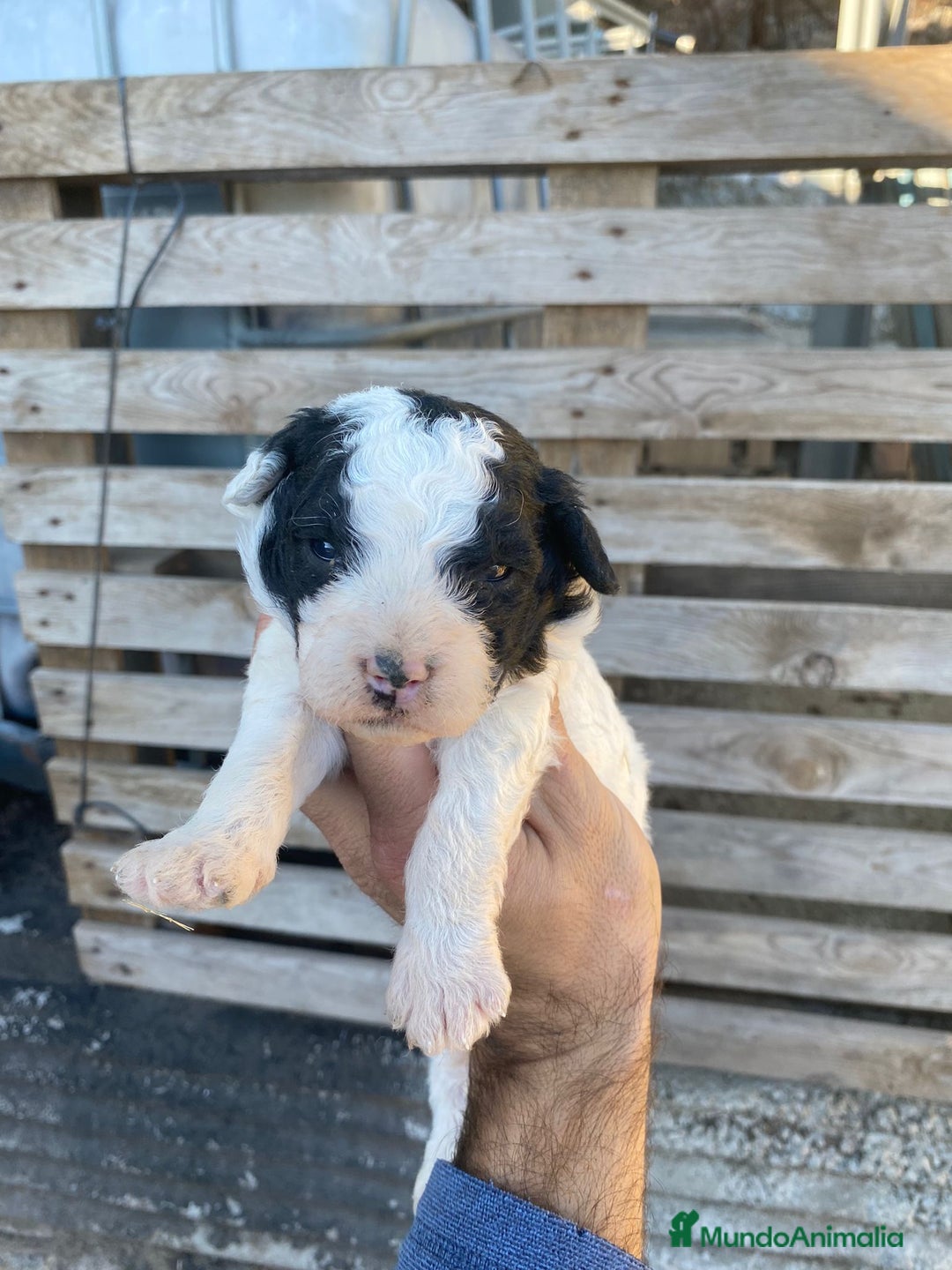 Perro de Agua Español perros en venta: Perro de agua  - Anuncio 1