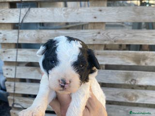 Perro de Agua Español perros Perro de agua - Anuncio 10