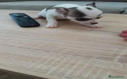 Chihuahua perros en venta: Chihuahua macho  - Imagen 3
