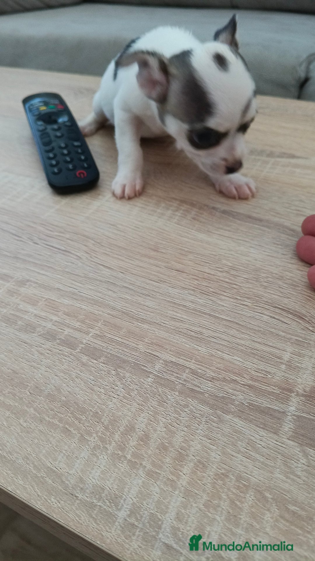 Chihuahua perros en venta: Chihuahua macho  - Imagen 3