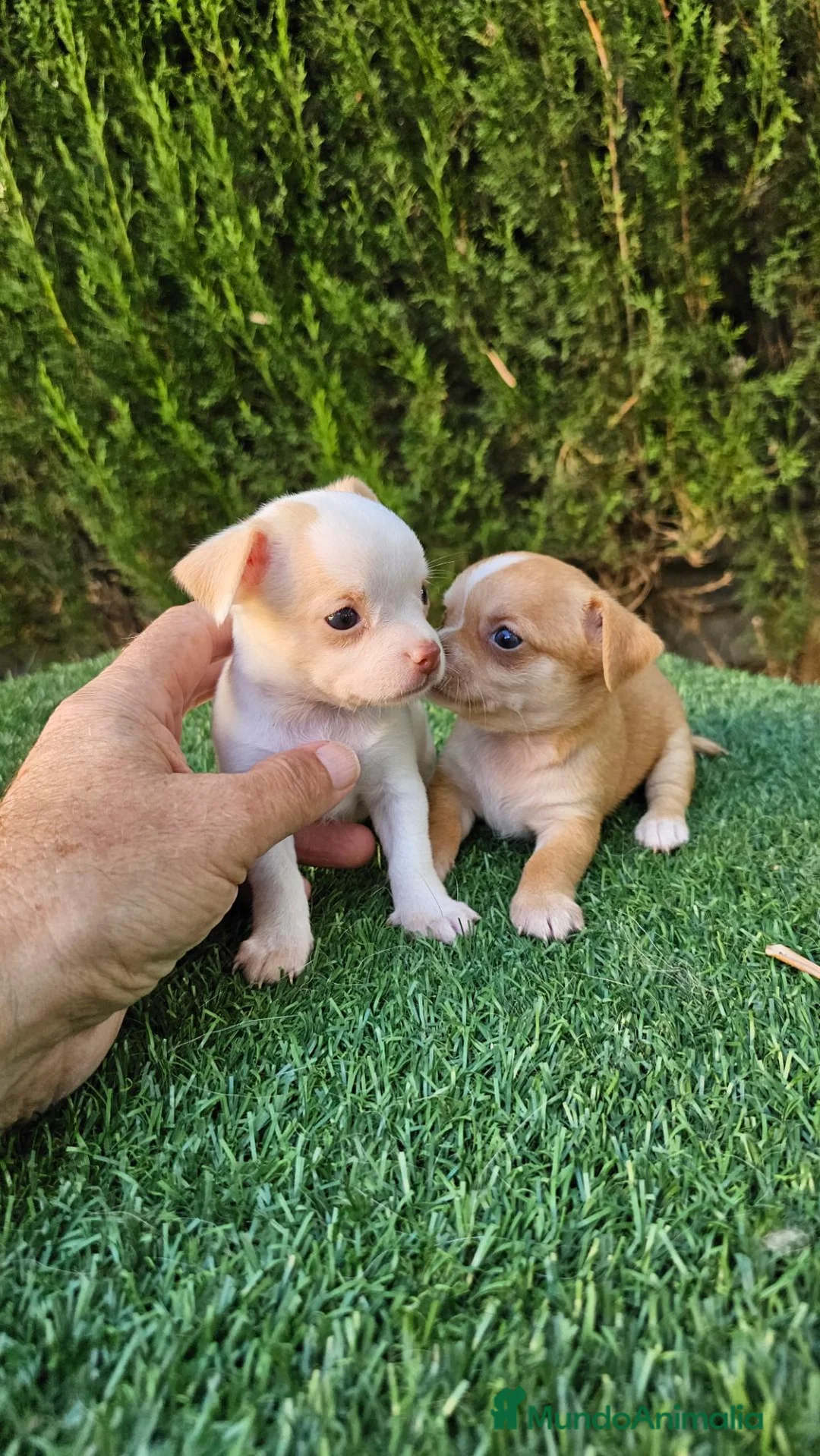 Chihuahua perros en venta: Chihuahuas mini  - Anuncio 2