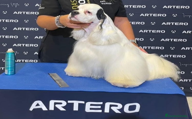 Cocker Spaniel Americano perros - Propaganda 1