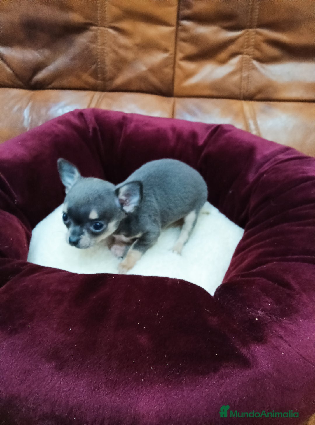 Chihuahua perros en venta: Chihuahua toy - Anuncio 3