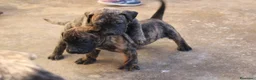 Presa Canario perros en venta: Camada presa canario pedigri FCI - Anuncio 2