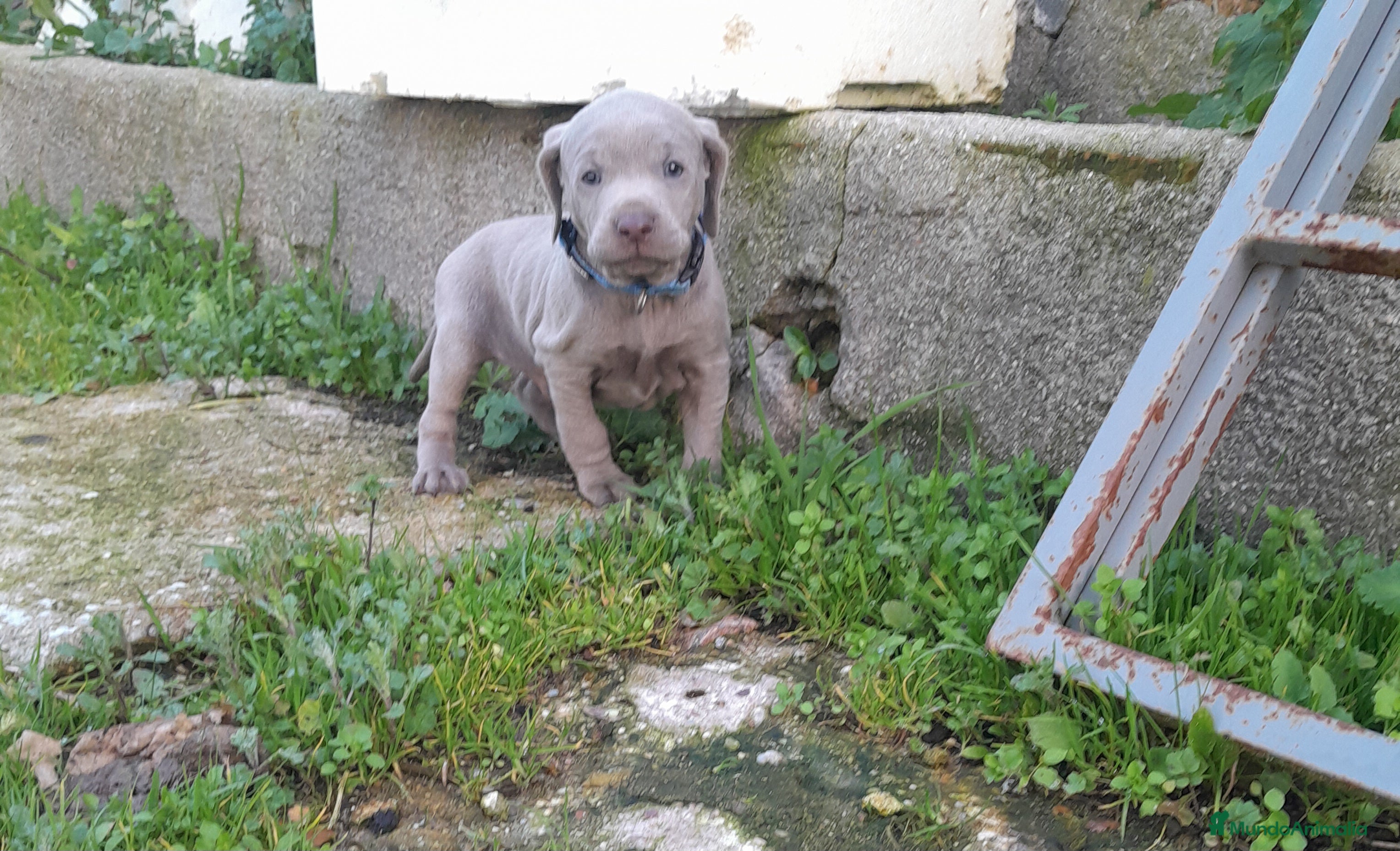 Weimaraner perros BRACO DE WEIMAR - Anuncio 22