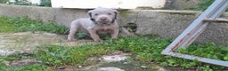 Weimaraner perros en venta: BRACO DE WEIMAR - Anuncio 3