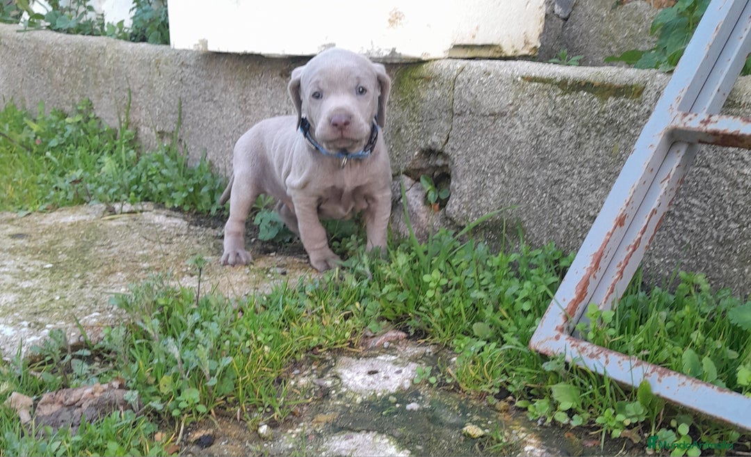 Weimaraner perros en venta: BRACO DE WEIMAR - Anuncio 3
