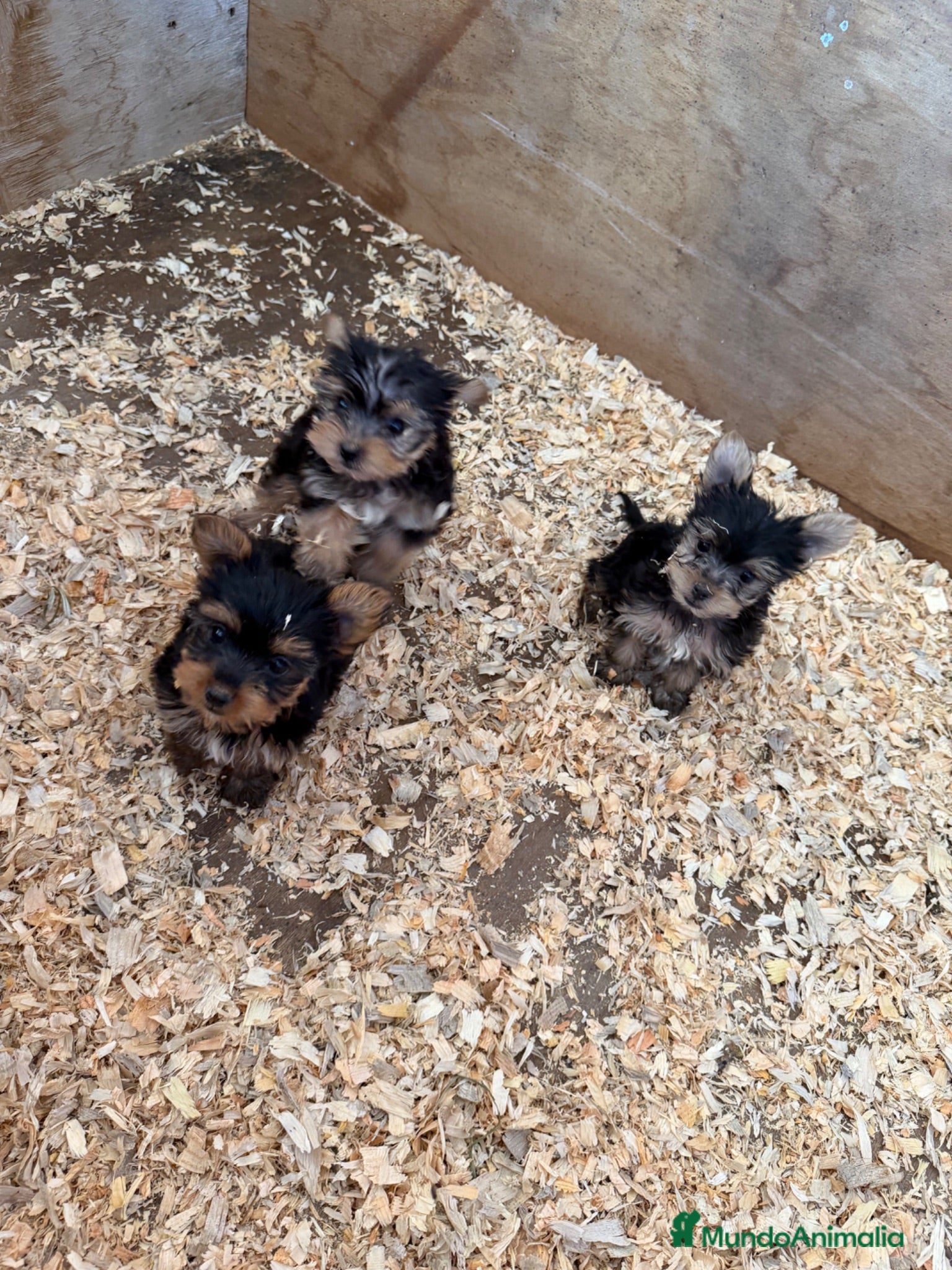 Yorkshire Terrier perros Yorksiri Toy  - Anuncio 2