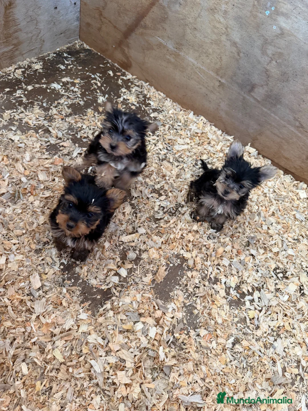 Yorkshire Terrier perros en venta: Yorksiri Toy  - Anuncio 1