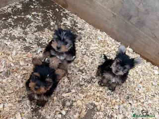 Yorkshire Terrier perros Yorksiri Toy - Anuncio 1