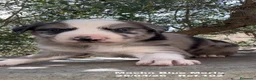 Border Collie perros en venta: BORDER COLLIE DE VILLA BIZNAGA - Anuncio 2