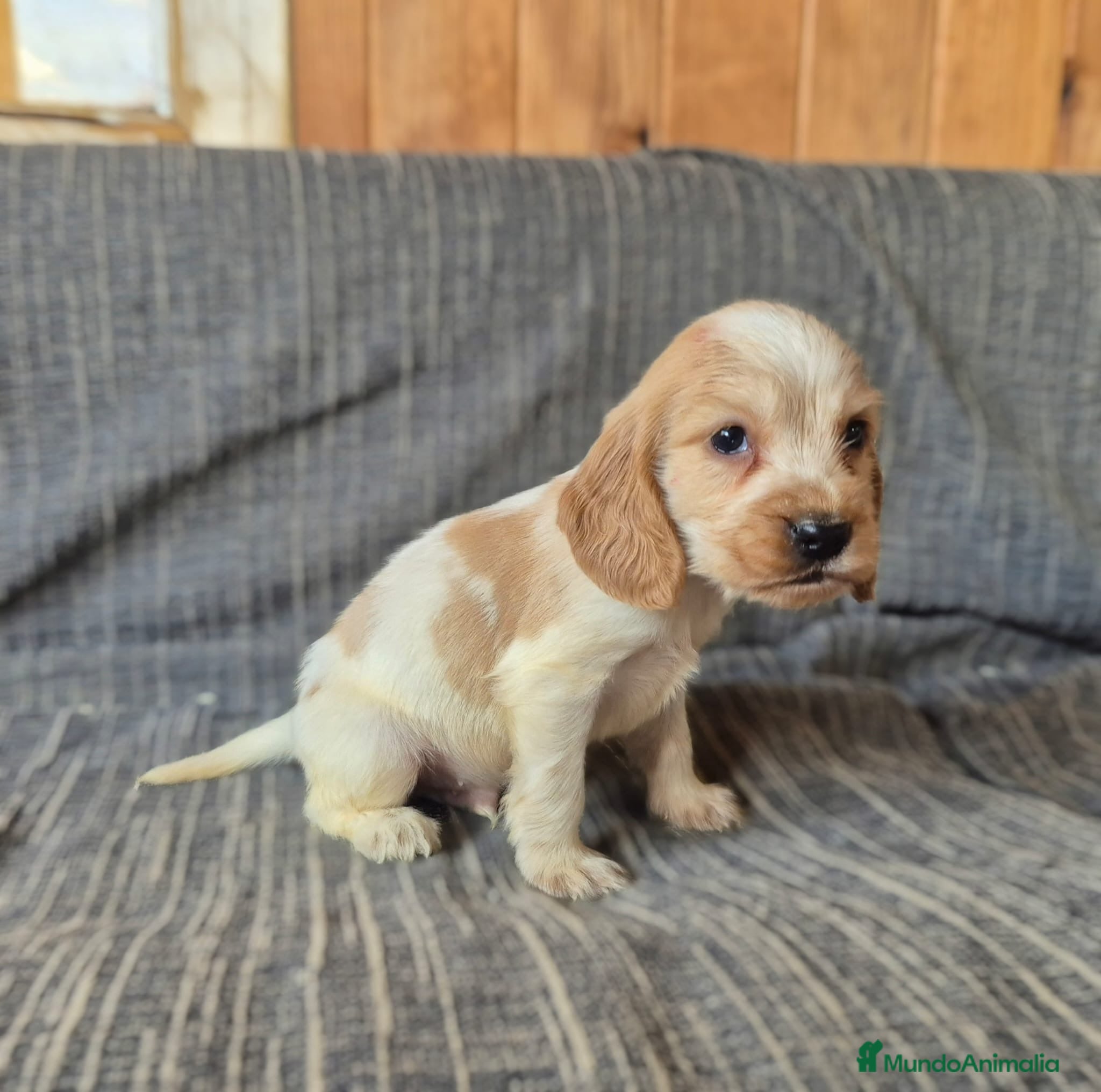 Cocker Spaniel Inglés perros Cocker Spaniel Inglés Blanco y Naranja - Anuncio 1