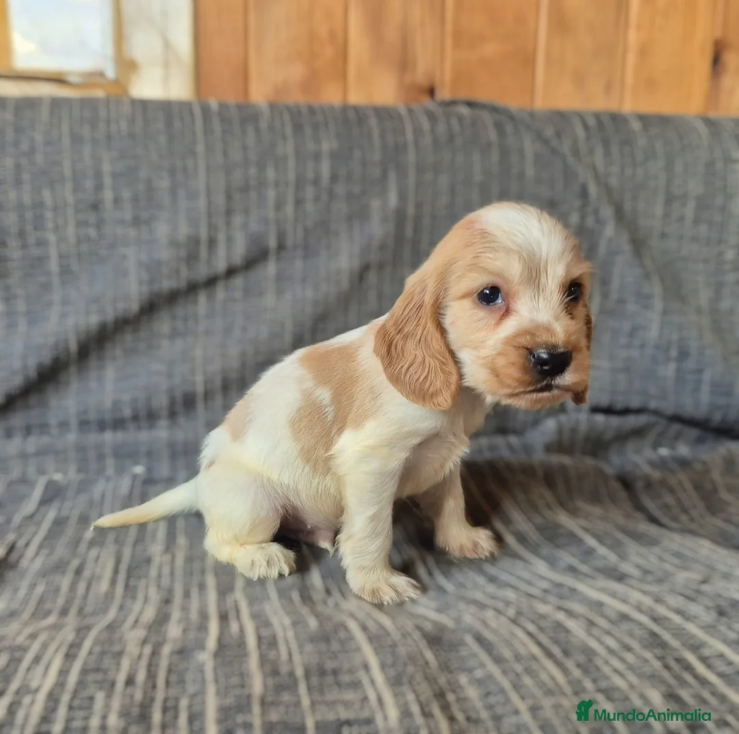 Cocker Spaniel Inglés perros en venta: Cocker Spaniel Inglés Blanco y Naranja - Anuncio 1