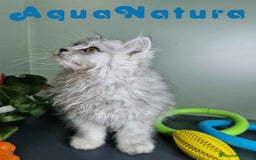 Persa gatos en venta: Persa Macho Virgi 7733 AQUANATURA - Imagen 2