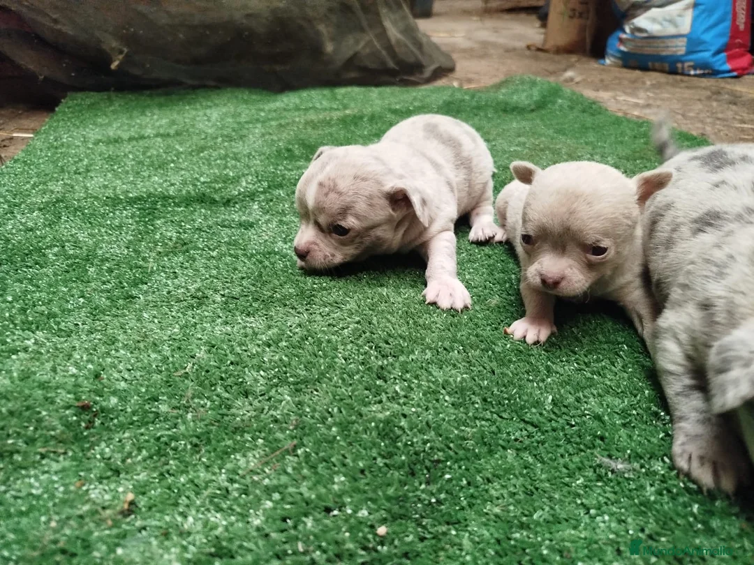 Chihuahua perros en venta: Chihuahua exóticos línea rusa súper chatos en Alicante - Anuncio 2