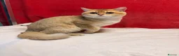 Británico de Pelo Corto gatos en venta: Precioso British Golden dorado - Anuncio 3