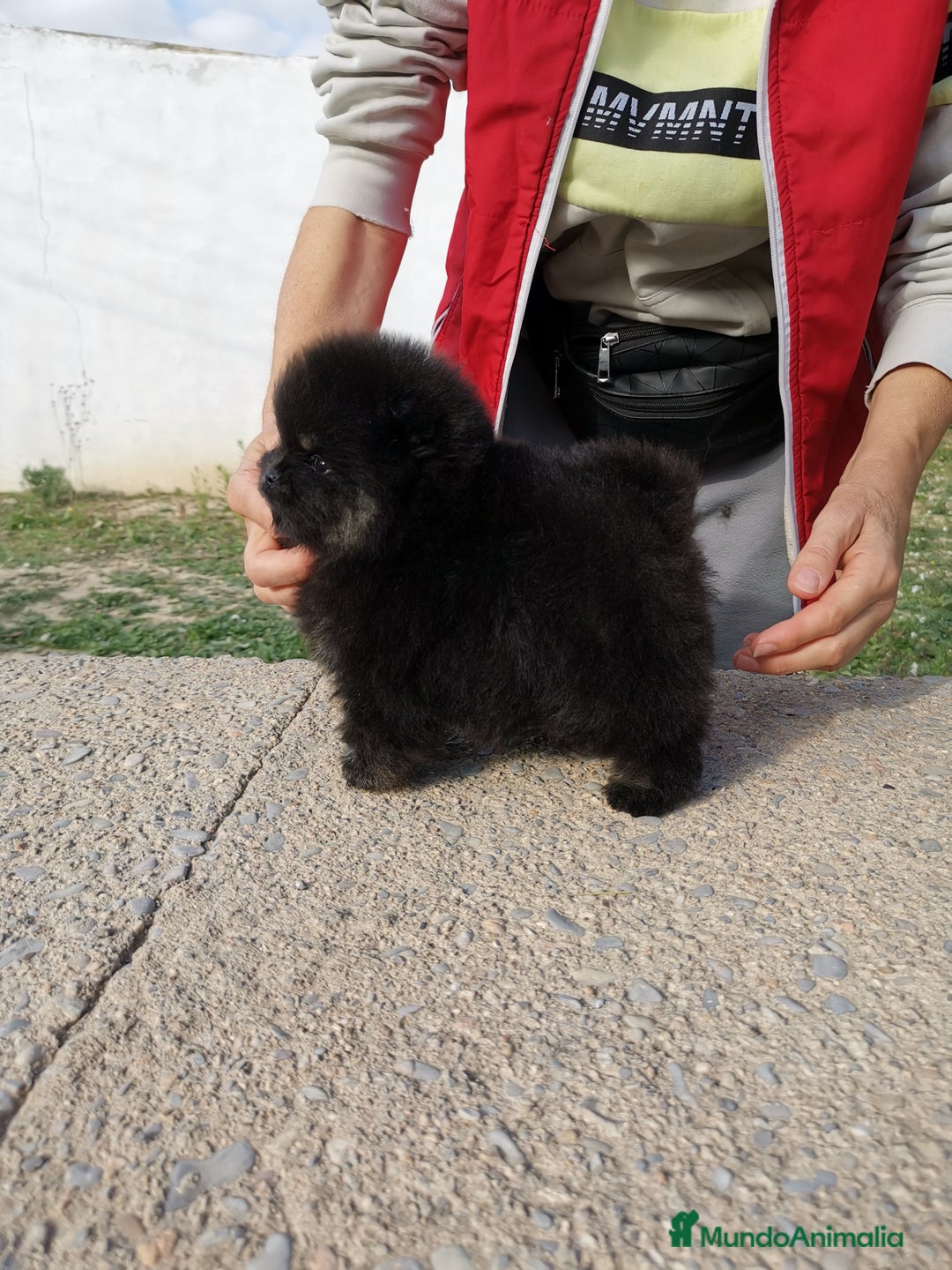 Pomerania perros en venta: Pomerania auténtico hembras - Anuncio 5