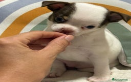 Chihuahua perros en venta: Exclusivos chihuahuas rusos - Imagen 25