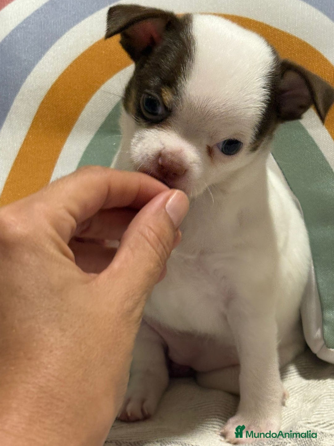 Chihuahua perros en venta: Exclusivos chihuahuas rusos - Imagen 25