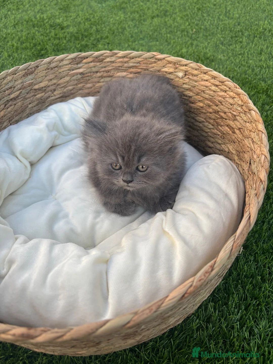 Británico de Pelo Corto gatos en venta: British Blue y Lilac - Anuncio 3