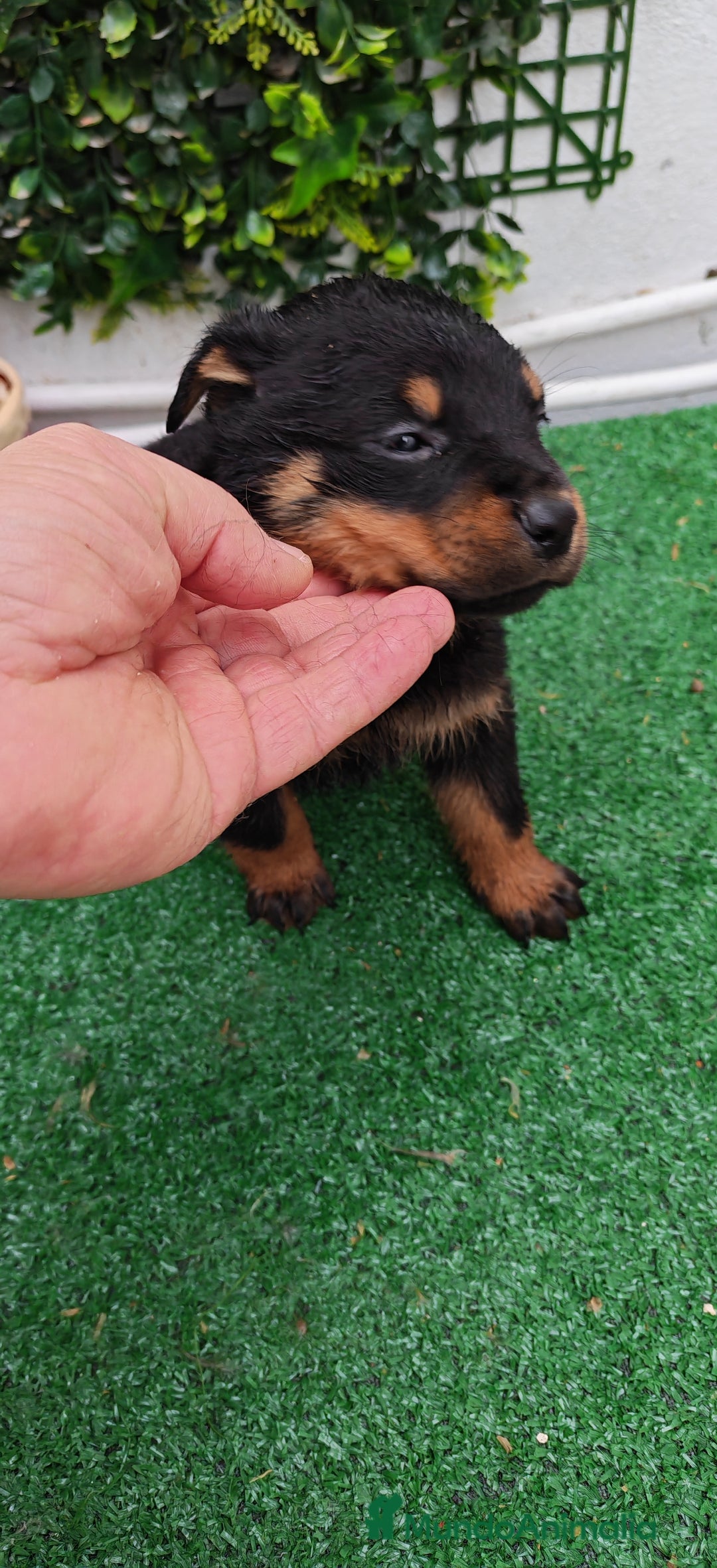 Rottweiler perros en venta: Camada de Rottwailer en Toledo - Anuncio 7