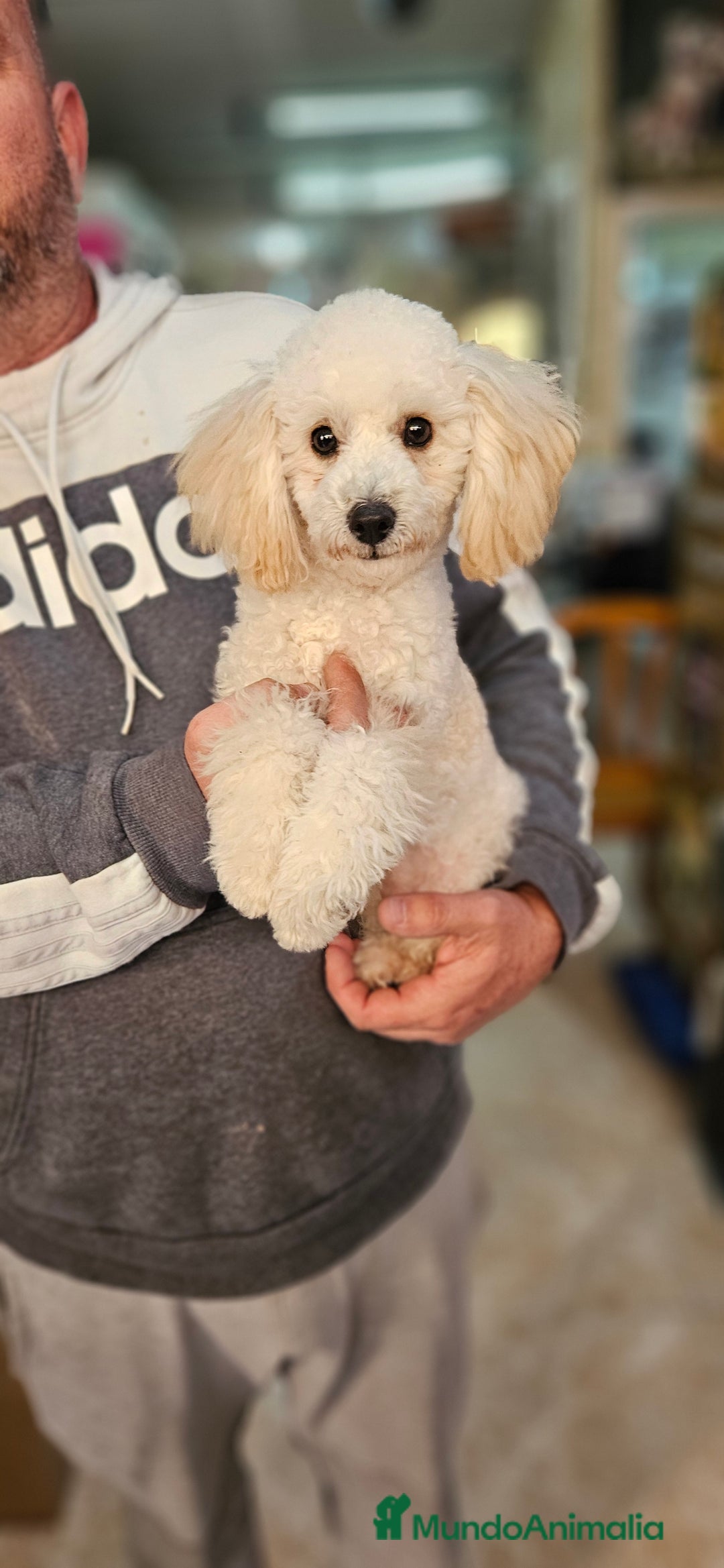 Caniche Enano perros en venta: Caniche apricot en Jerez - Anuncio 2