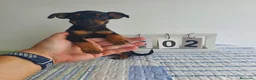 Pinscher Miniatura perros en venta: Pinscher miniatura  - Anuncio 2