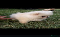Pomerania perros en venta: Pomerania toy - Imagen 4