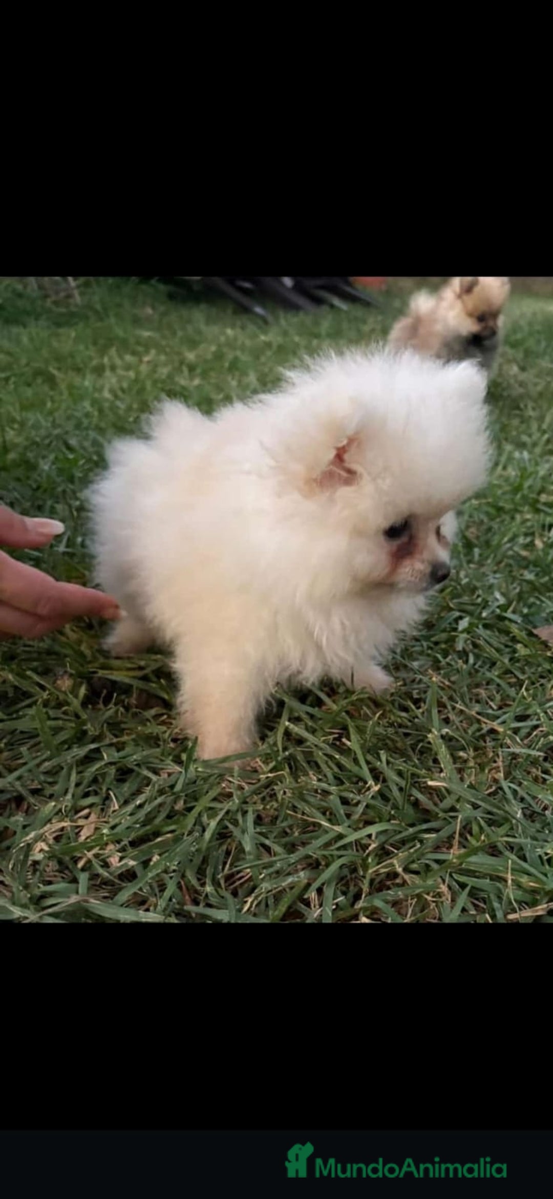 Pomerania perros en venta: Pomerania toy - Imagen 4