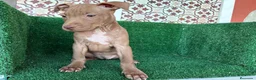 American Pit Bull Terrier perros en venta: pitbull - Anuncio 11