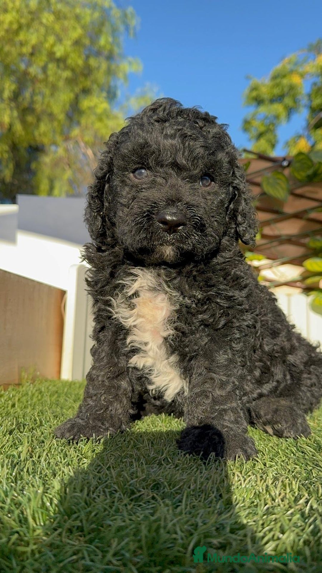 Perro de Agua Español perros en venta: PERRO DE AGUA ESPAÑOL - Imagen 21
