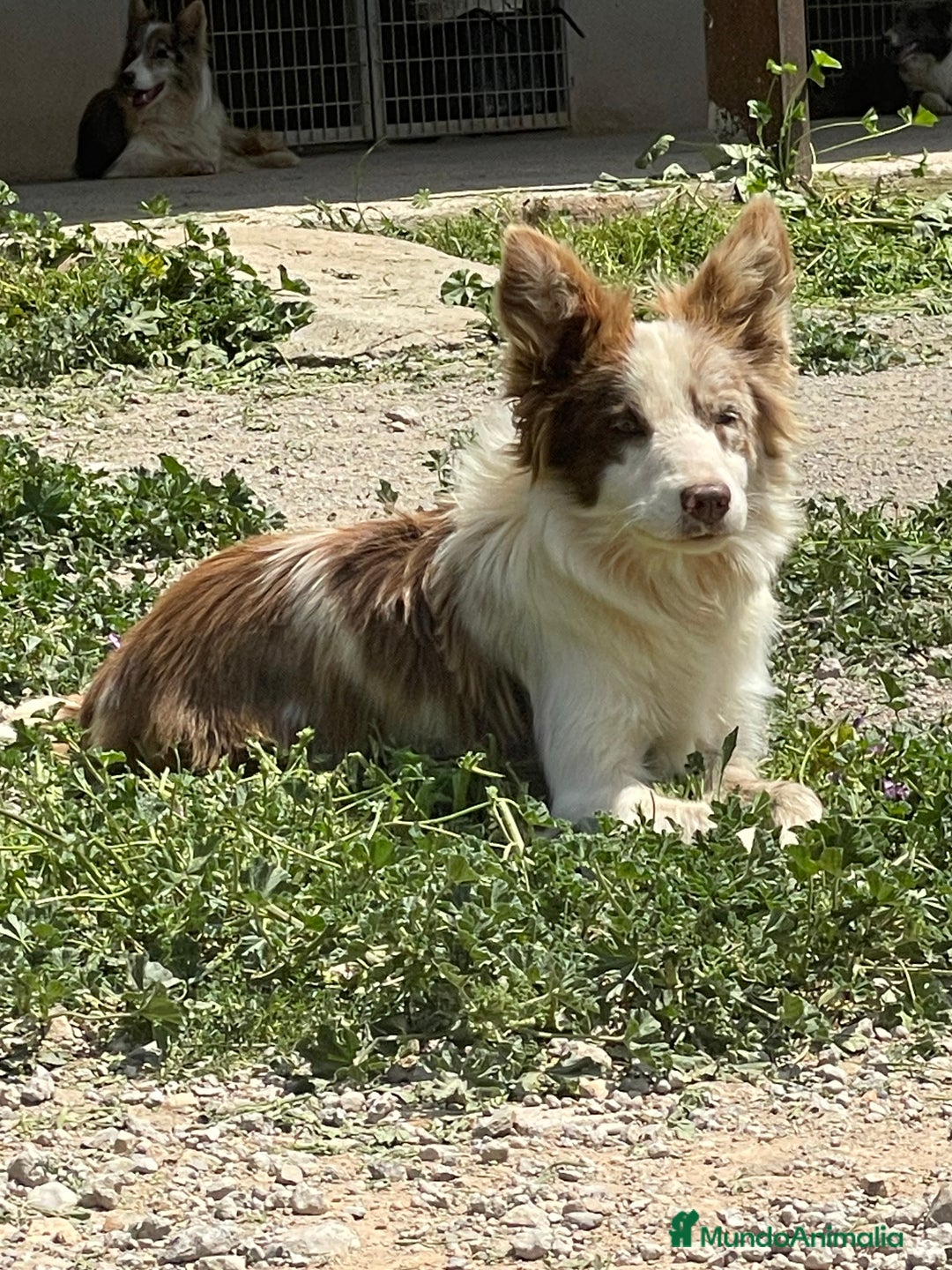 Border Collie perros en venta: Border collie red merle - Anuncio 2