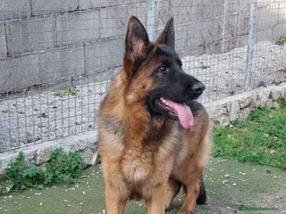 Pastor Alemán perros Hembras adultas pastor alemán - Anuncio 1