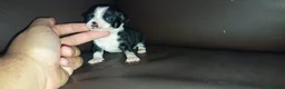 Chihuahua perros en venta: Chihuahuas toy - Anuncio 10