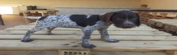Braco Alemán de Pelo Duro perros en venta: Cachorros de DRAHTHAAR  - Anuncio 8