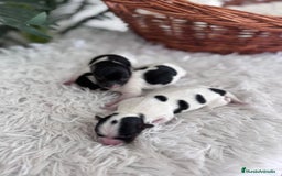 Yorkshire Terrier perros en venta: YORKSHIRE TERRIER BIEWER - Imagen 10