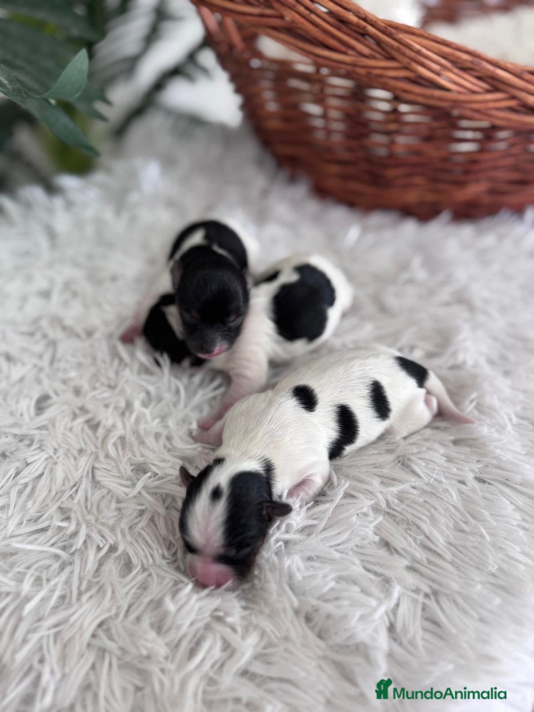 Yorkshire Terrier perros en venta: YORKSHIRE TERRIER BIEWER - Imagen 10