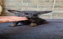 Chihuahua perros en venta: HEMBRA CHIPOO - Imagen 2