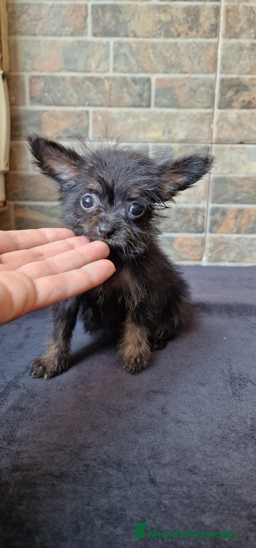 Chihuahua perros en venta: HEMBRA CHIPOO - Imagen 2
