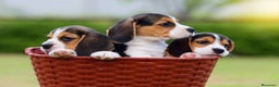 Beagle perros en venta: BEAGLE CORDOBA  en Ciudad Real - Anuncio 3