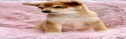 Shiba Inu perros en venta: SHIBA INU ROJO - Anuncio 6
