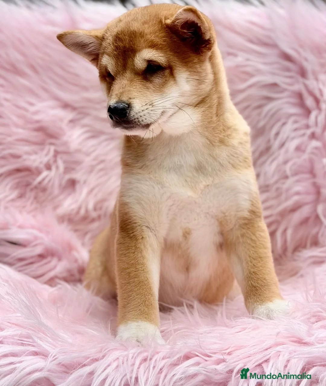 Shiba Inu perros en venta: SHIBA INU ROJO - Anuncio 6