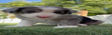 Border Collie 1