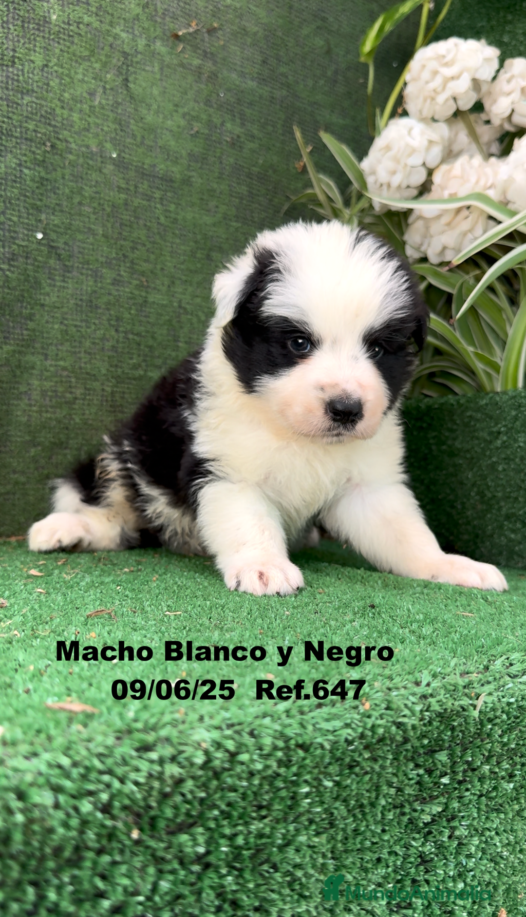 Border Collie perros en venta: BORDER COLLIE DE VILLA BIZNAGA - Imagen 35