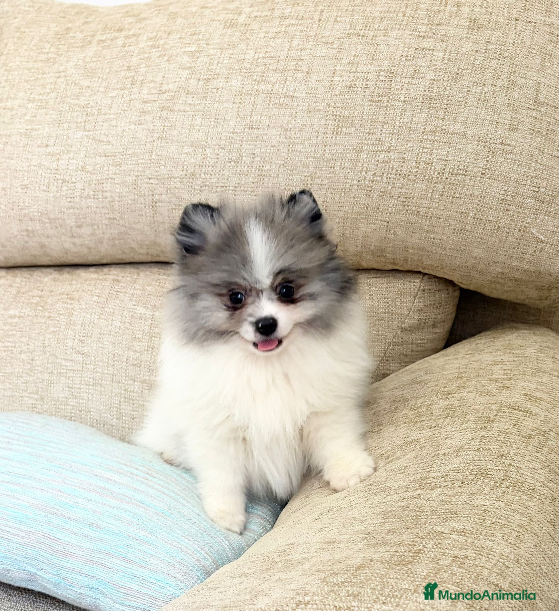 Pomerania perros Pomerania - Anuncio 1