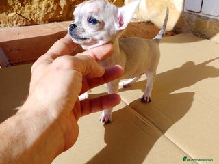 Chihuahua perros en Alicante - Anuncio 35